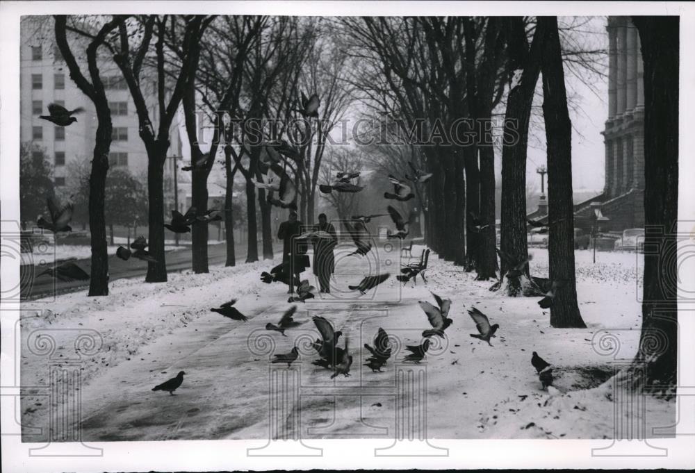 1956 Press Photo Rugged City Pigeons Flock To Denver Park In Cold Snow - Historic Images