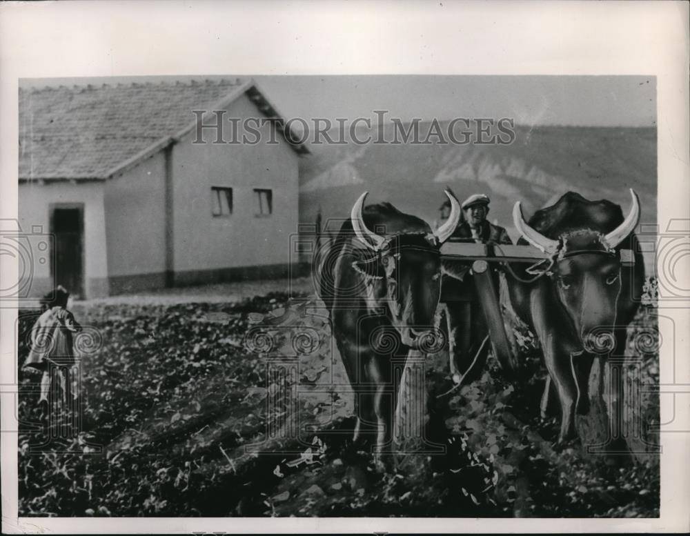 1949 Press Photo Italy Farming - nec51484 - Historic Images