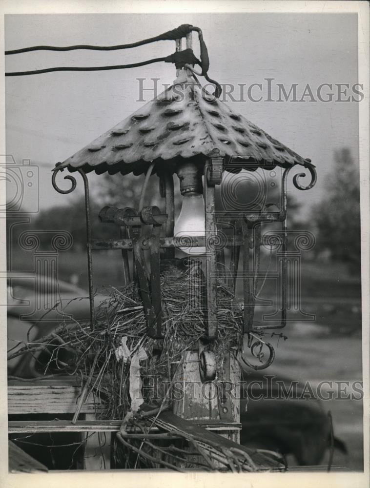 1944 Press Photo Chicago, Ill a robin in nest on  almp post - Historic Images