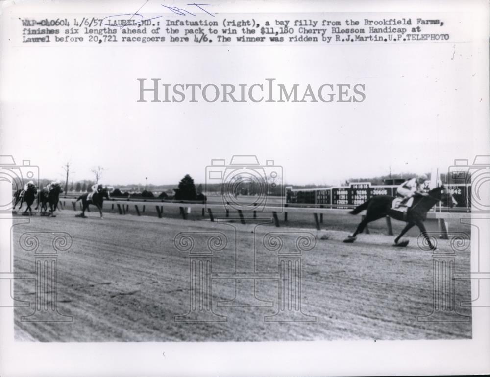 1957 Press Photo Bay Filly horse Infactuation At Cherry Blossom Race Laurel MD - Historic Images