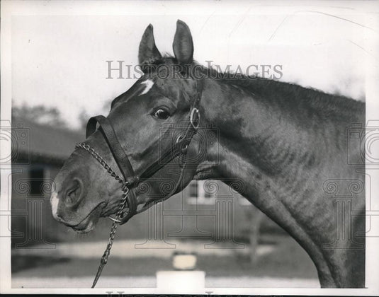 1938 Press Photo "Traffic Light" A Brookmeade Entry at Belmont Track - nes11675 - Historic Images