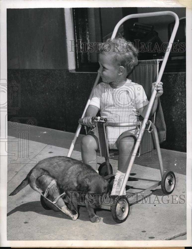 1951 Press Photo Steve Gundel gives dog with broken leg a lift on his stroller . - Historic Images