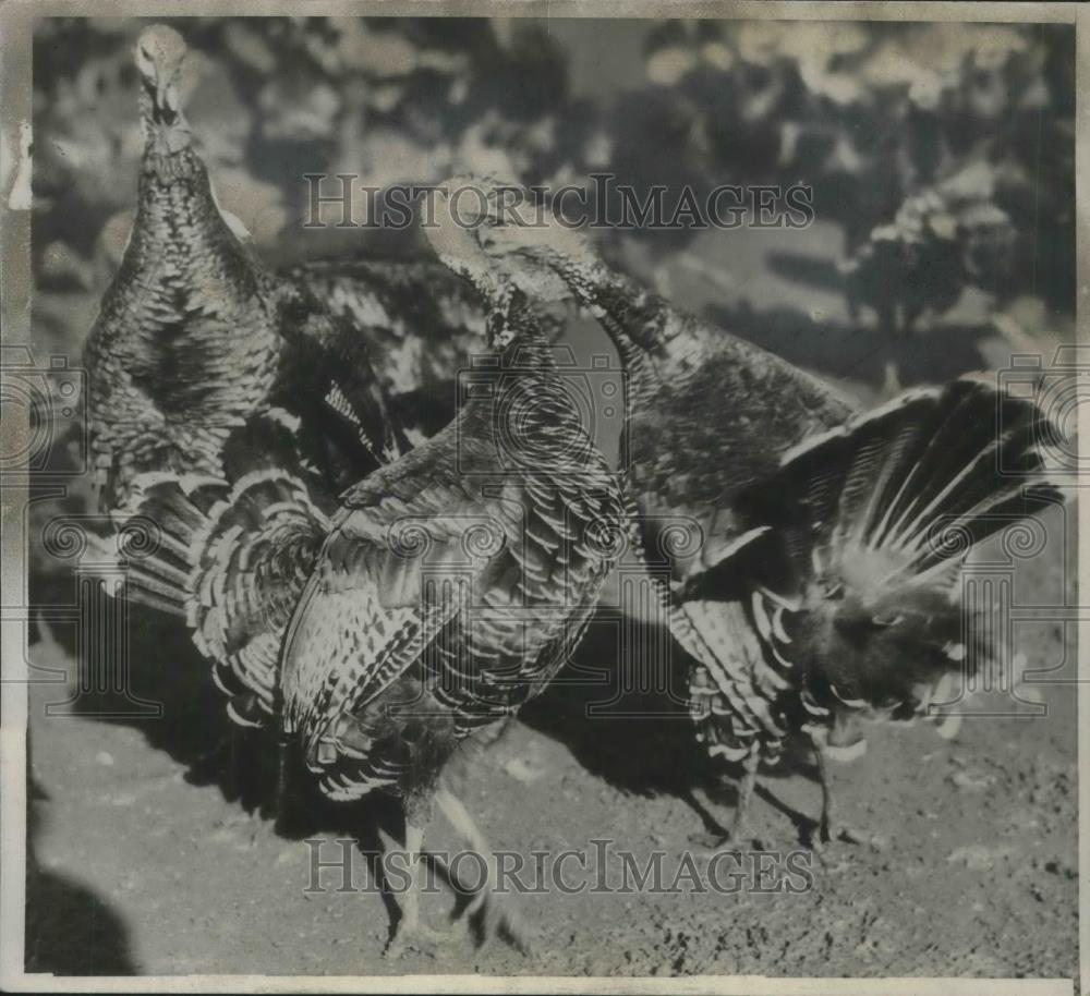 1931 Press Photo Turkey Flocks while selecting for Thanksgiving Dinner. - Historic Images