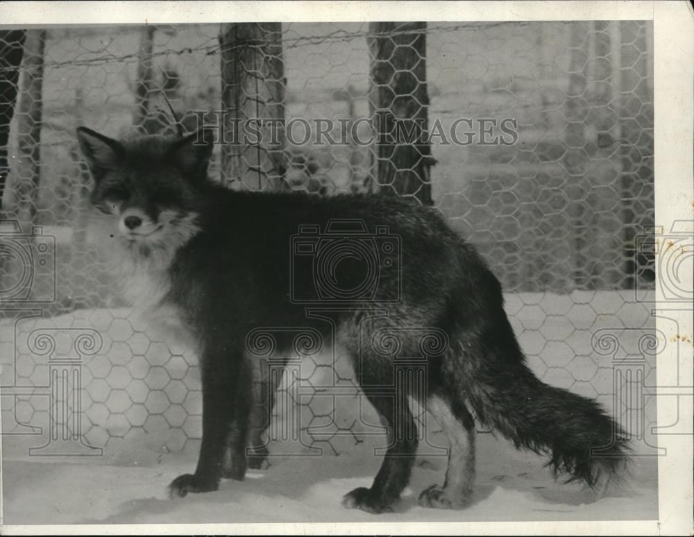 Russian Fox Domestication Belyaev Foxes For Sale The Fox