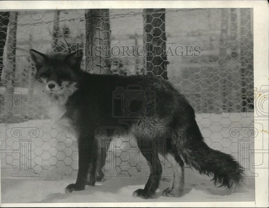 1932 Press Photo Sly Red Fox Winces In Snow As It Is Stuck Behind Gate - Historic Images