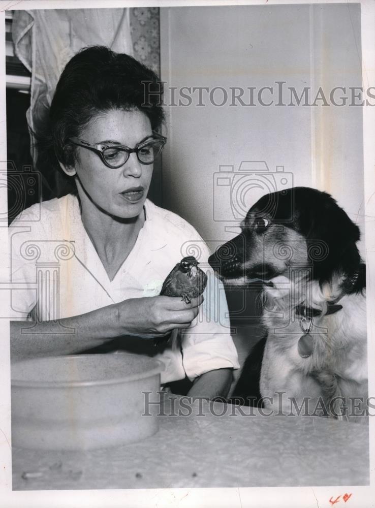 1962 Press Photo Mrs. J.R. Kish with Dog Boots and a Robin - Historic Images