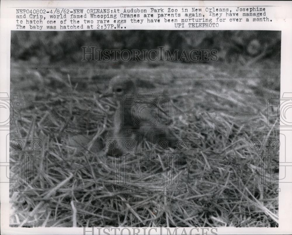 1962 Press Photo New Orleans, La Audubon Park zoo baby whooping cranes - Historic Images