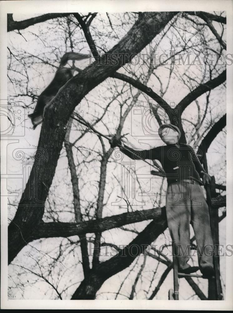 1944 Press Photo a grey fox in downtown Milwaukee - Historic Images