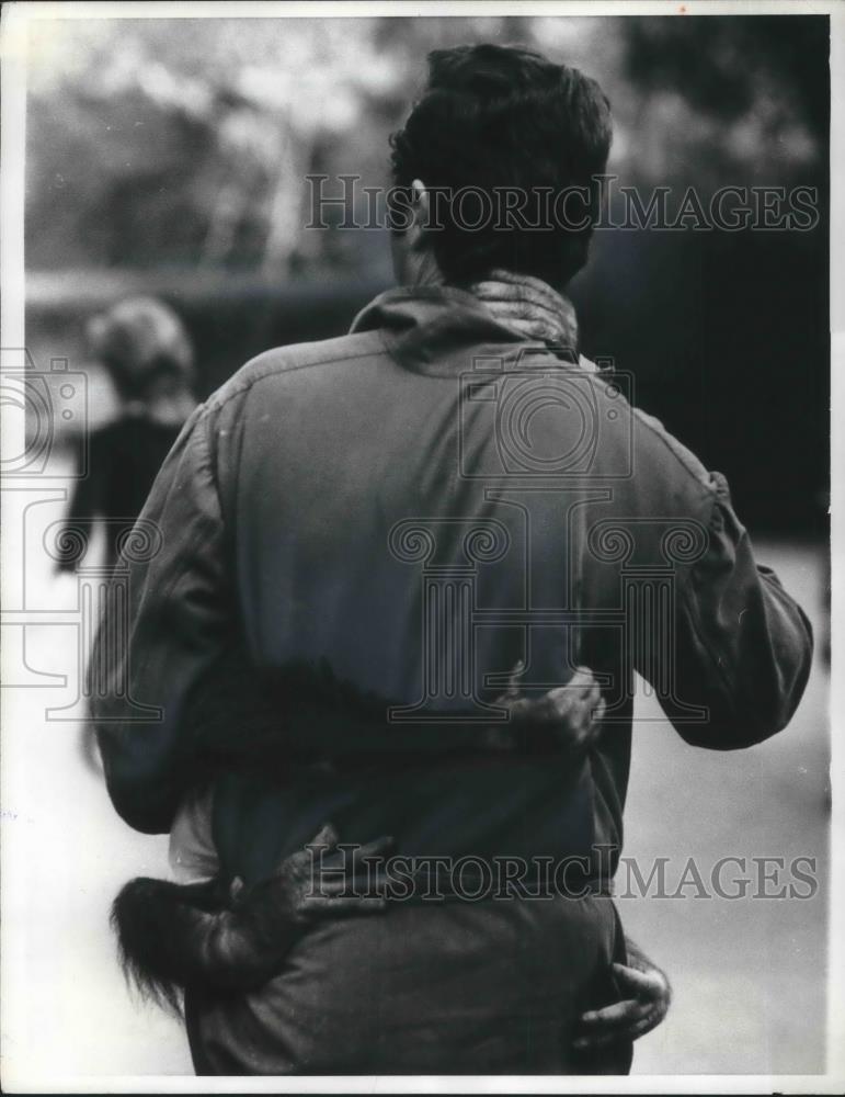 1972 Press Photo Rome, Italy Petronilla the orangutan &amp; his keeper at zoo - Historic Images