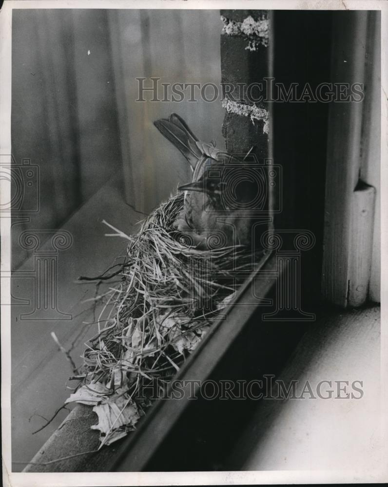 1948 Press Photo A bird building nest on a windowsill - Historic Images