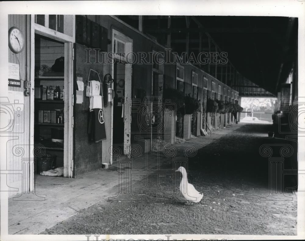 1962 Press Photo Elmer The Duck Waddles Through Deserted Barn - Historic Images