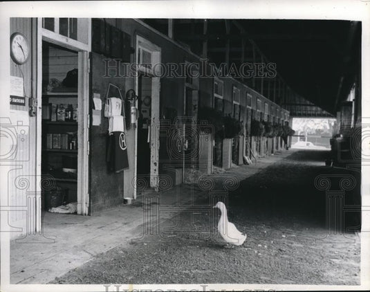 1962 Press Photo Elmer The Duck Waddles Through Deserted Barn - Historic Images