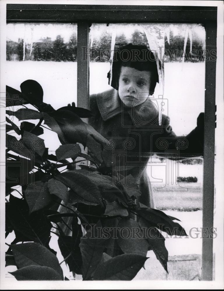 1958 Press Photo Little girl looking inside greenhouse at big poinsettia - Historic Images