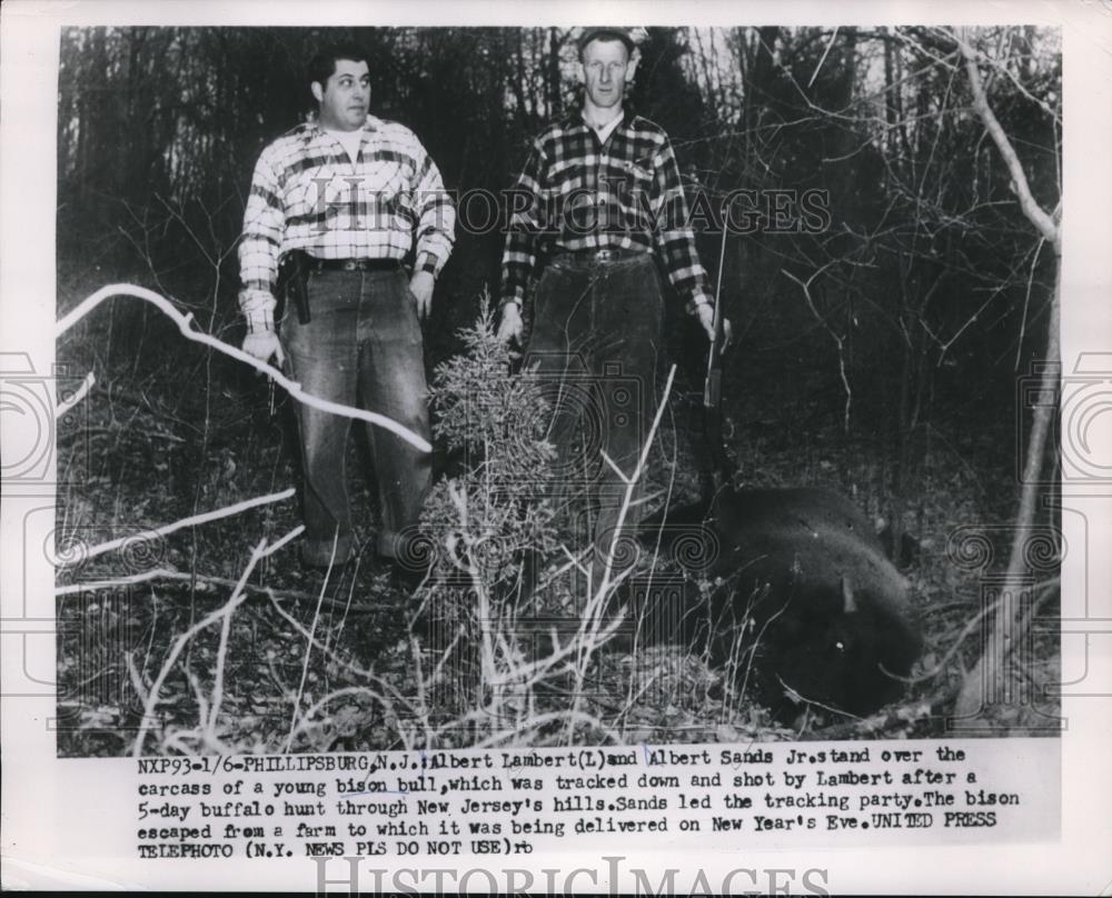 1954 Press Photo Phillipsburgh, NJ Al Lambert, Al Sands Jr &amp; bison they shot - Historic Images