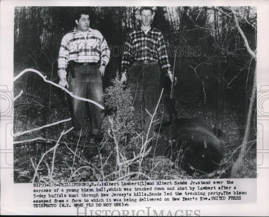 1954 Press Photo Phillipsburgh, NJ Al Lambert, Al Sands Jr & bison they shot - Historic Images