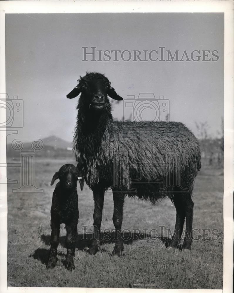 1945 Press Photo Karakul Mother with Lamb Ewe - Historic Images