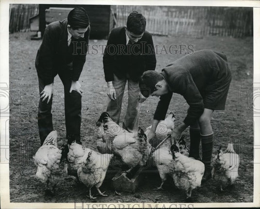 1942 Press Photo Derek Lee, Ken Gilbert, Dave Jenkins & hens at a farm - Historic Images