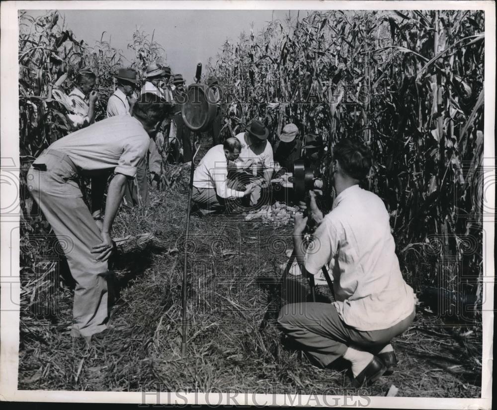 1947 Press Photo soil and grain experts examine grain in an Illinois corn field - Historic Images