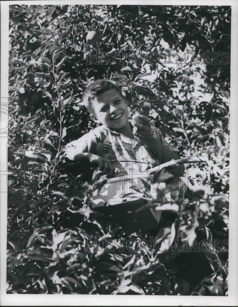 1952 Press Photo Richard Gorski picking apples on Earl Deeks Ohio farm - Historic Images