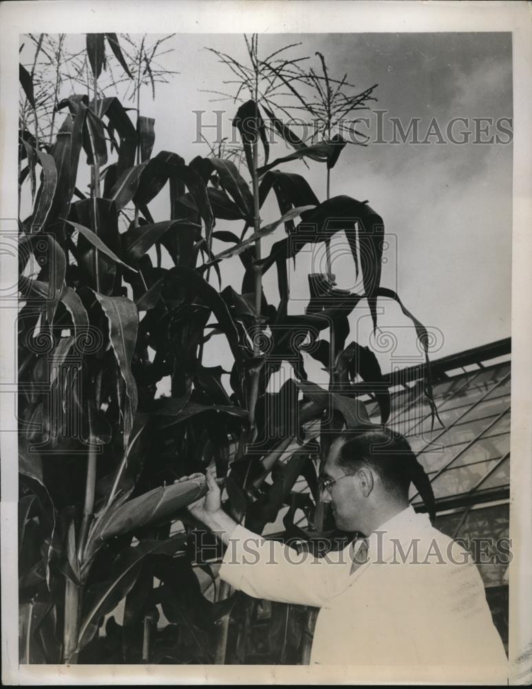 1938 Press Photo Wooster Ohio Dr H Morris &amp; corn at research station - Historic Images