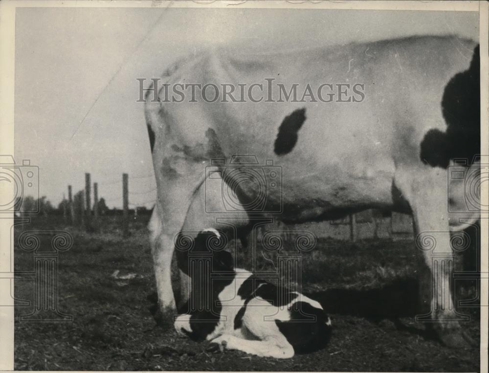 1932 Press Photo Holstein cow &amp; her calf owned by H Peterson in Selma Calif - Historic Images