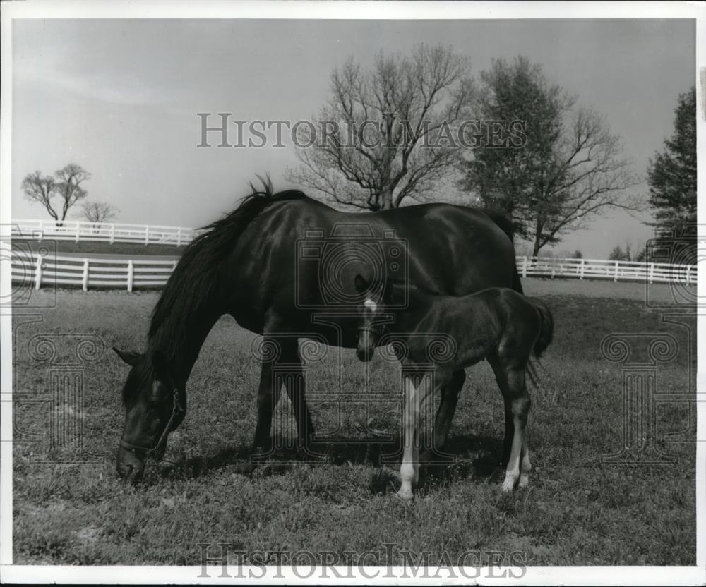 Press Photo Race horses in paddock at a Ky breeding farm - nec99285 - Historic Images