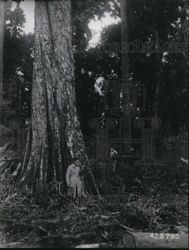 1945 Press Photo This is the forest where the largest oaks in the world grow - Historic Images