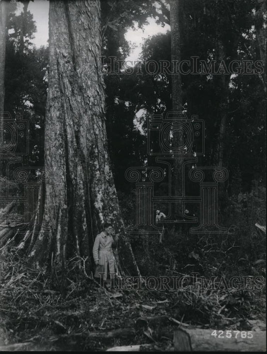 1945 Press Photo This is the forest where the largest oaks in the world grow - Historic Images