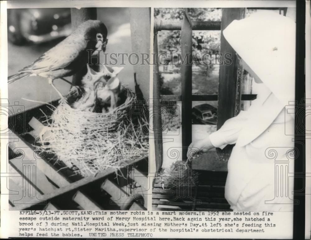 1954 Press Photo Ft Scoptt Kansas Mother robin  &amp; chicks with Sister Martha - Historic Images