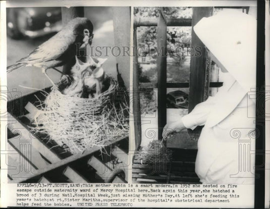 1954 Press Photo Ft Scoptt Kansas Mother robin  & chicks with Sister Martha - Historic Images