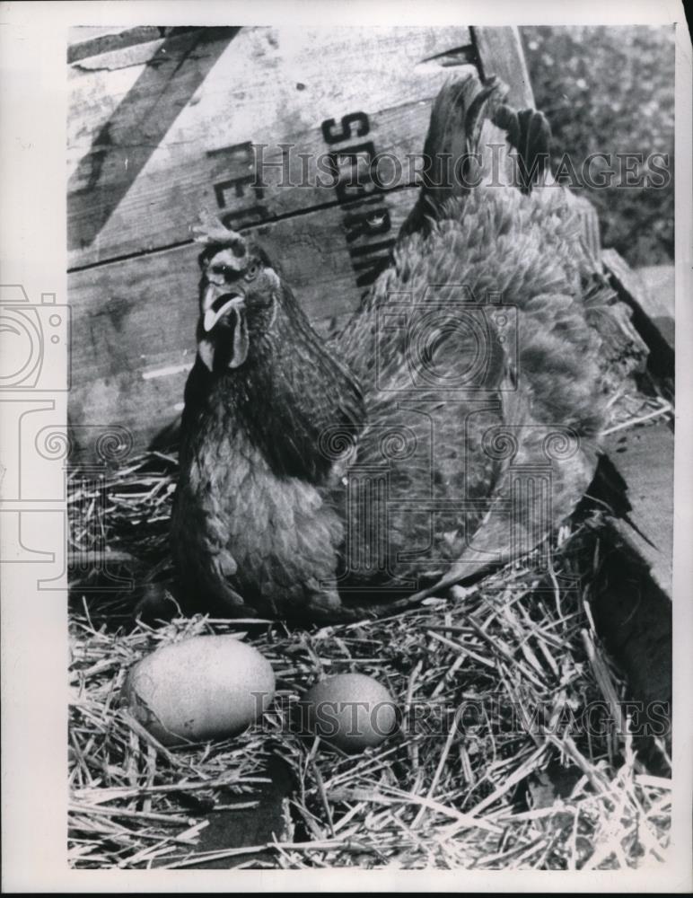 1957 Press Photo Miami Fla. Blonnie Collier's chicken & huge egg she laid - Historic Images
