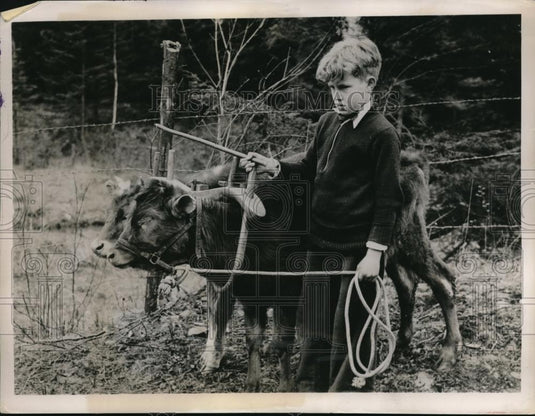 1936 Press Photo Ken Gillespie age 9 & two cows on granddads farm - Historic Images