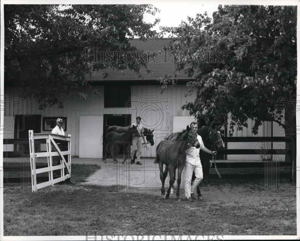 1973 Press Photo Kentucky Bluegrass region horse breeder &amp; colts - Historic Images