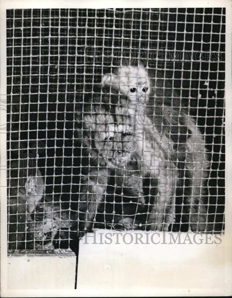 1938 Press Photo Mama Monkey caged with Baby Monkey - Historic Images