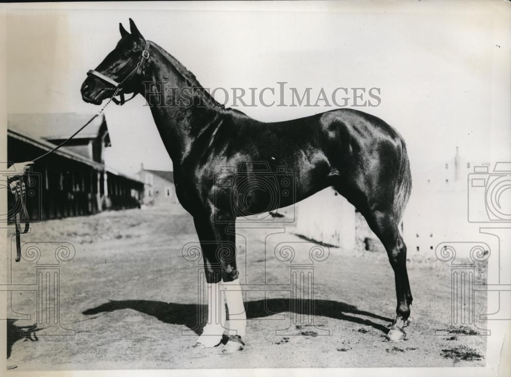 1935 Press Photo racehorse Blue Beard, Kentucky Derby candidate - nes19543 - Historic Images