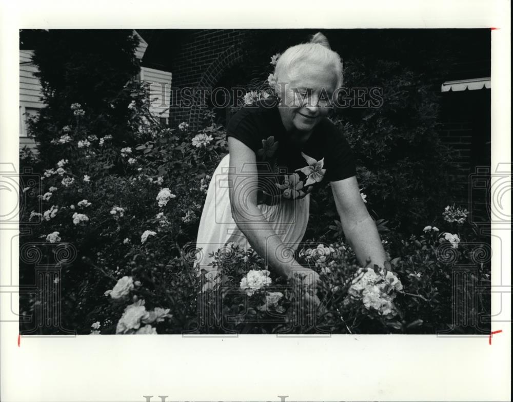 1991 Press Photo Mary Bemer Cuts roses in her garden - Historic Images