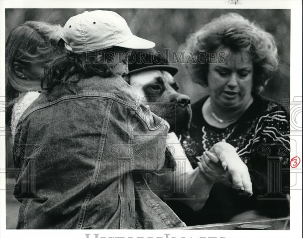 1991 Press Photo Berti Beljon getting Mastiff on fence - Historic Images