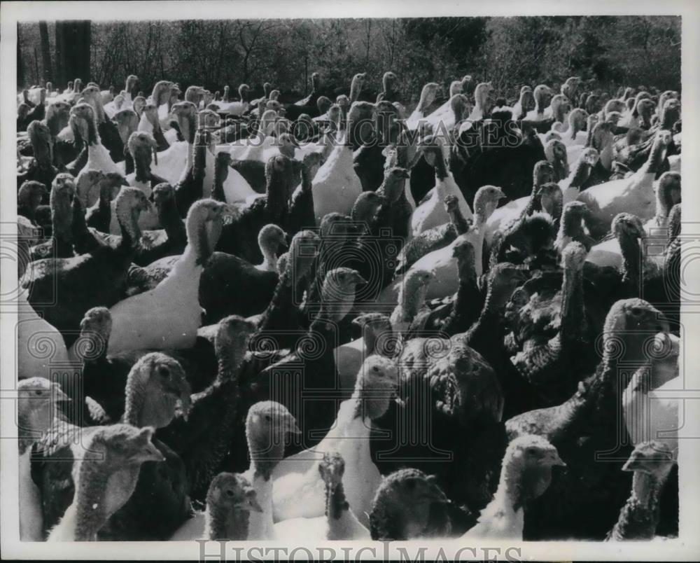 1958 Press Photo Danbury NH flock of turkeys fattened up at a farm - Historic Images