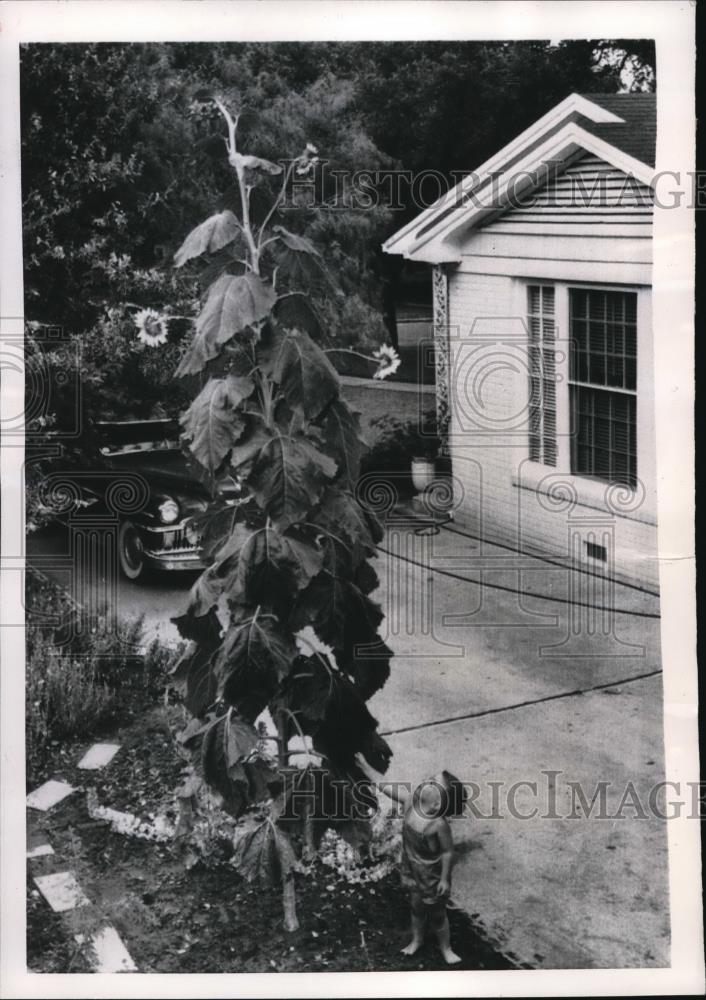 1956 Press Photo Austin Texas Lang Loerey III & a 15 tall sunflower - Historic Images
