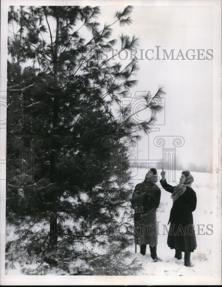 1955 Press Photo Two girls at Blossom Hill School for Girls choosing their tree - Historic Images
