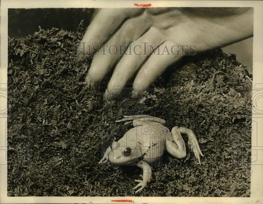 Press Photo Albino frog at American Museum of Natural History - Historic Images