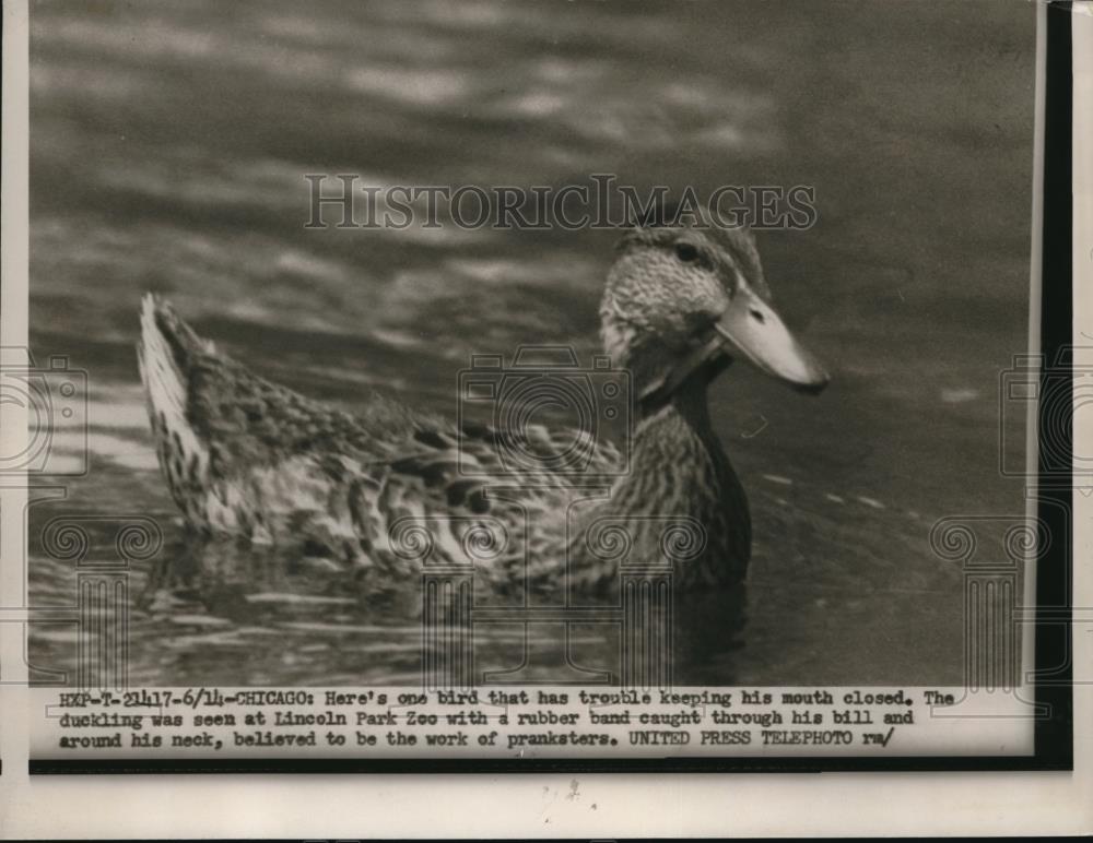 1954 Press Photo Duck in lincoln Park Zoo with Rubber-band around Neck and in - Historic Images