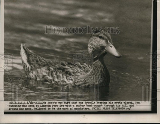 1954 Press Photo Duck in lincoln Park Zoo with Rubber-band around Neck and in - Historic Images