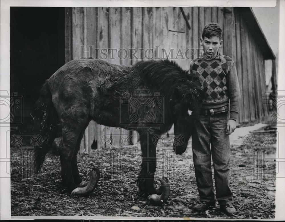 1948 Press Photo Ralph Zoller&#39;s Pony Rocks When He Walks Because Of Hooves - Historic Images