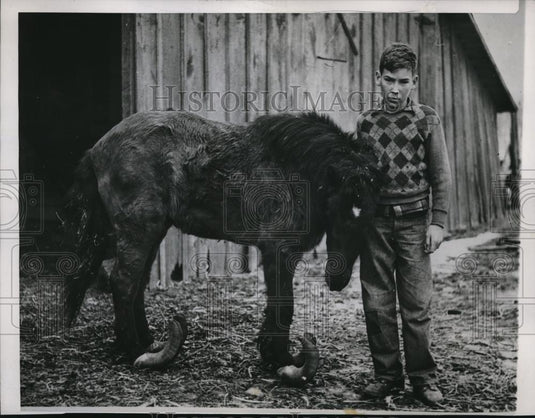 1948 Press Photo Ralph Zoller's Pony Rocks When He Walks Because Of Hooves - Historic Images