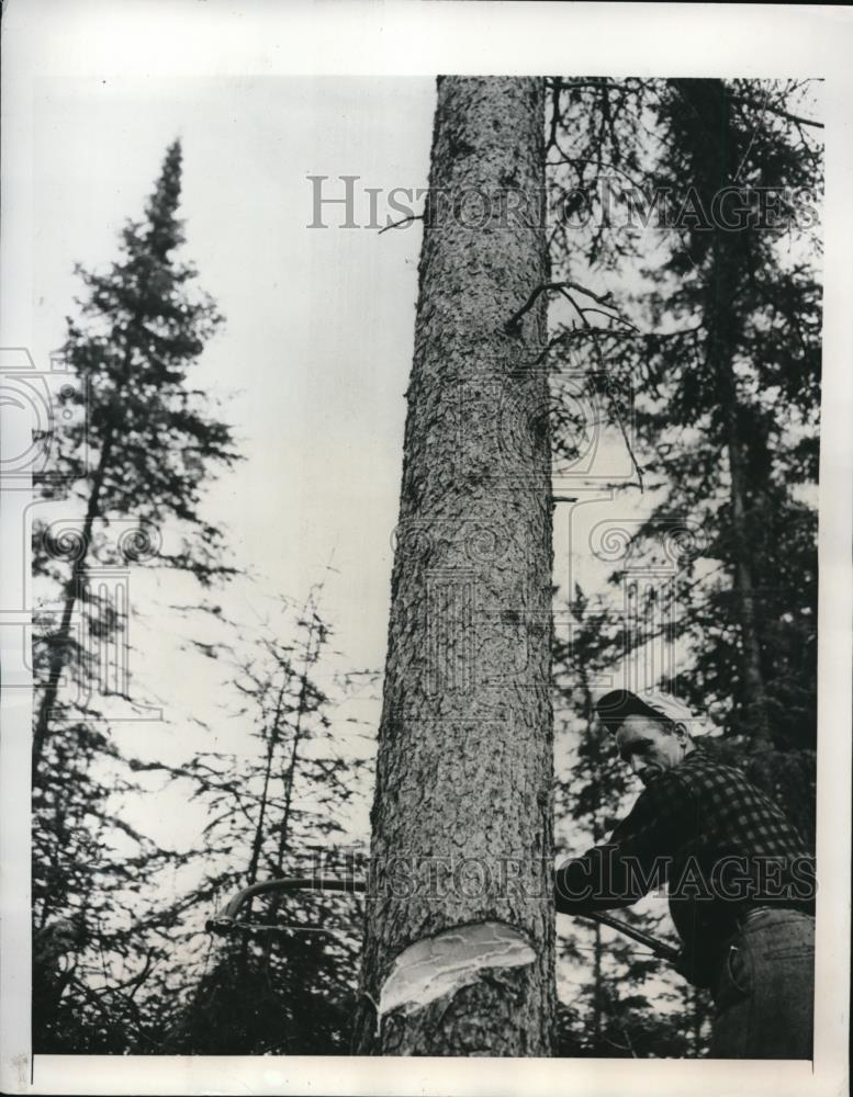 1947 Press Photo Toronto Canada in the forest lumberjack makes the start of - Historic Images