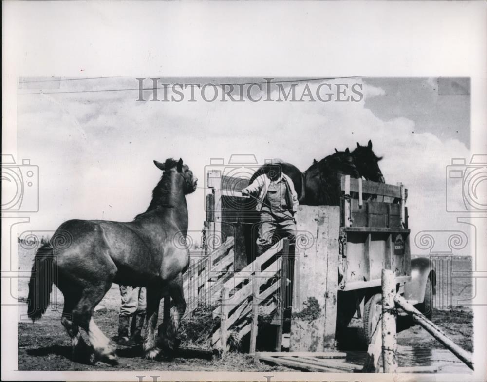 1950 Press Photo Farmers moving their stock to high ground because of flood - Historic Images