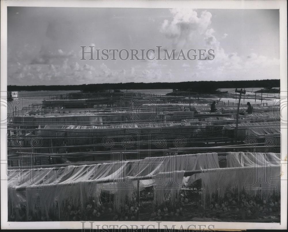 1949 Press Photo Drying fishing nets at Coral Rock Island in Marathon, Florida. - Historic Images