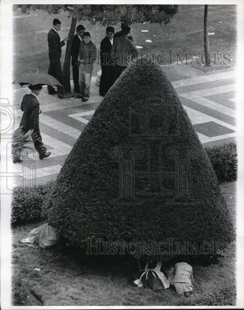 1963 Press Photo Youngster climbed under this sculptured treeto get out of Rain - Historic Images