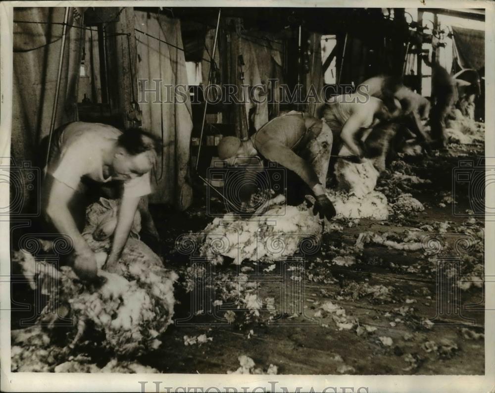 1932 Press Photo Washington Great Ranch Sheep Shearing with Electric Clippers - Historic Images